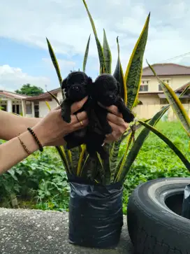Jual anak anjing poodle