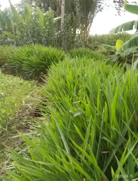 Jasa penyediaan rumput hewan