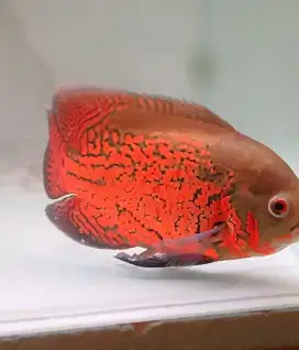 Sepasang ikan oscar red jaguar indukan pairing