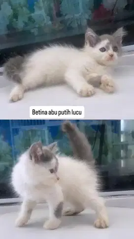 Kitten betina abu putih