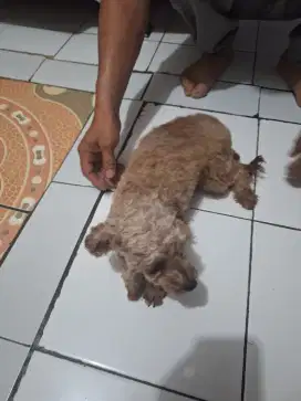 Poodle jantan pure