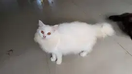 LEPAS ADOPSI KUCING PERSIA BETINA