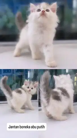 Kitten jantan abu putih