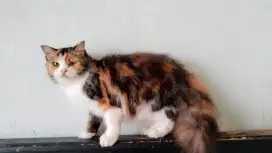 LEPAS ADOPSI KUCING PERSIA