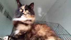LEPAS ADOPSI KUCING PERSIA