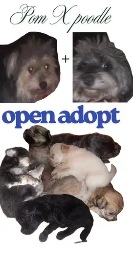 Open adopt anak anjing