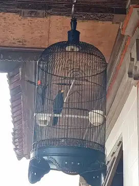 Jalak Rio Rio body besar