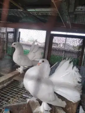 merpati hias jenis kipas