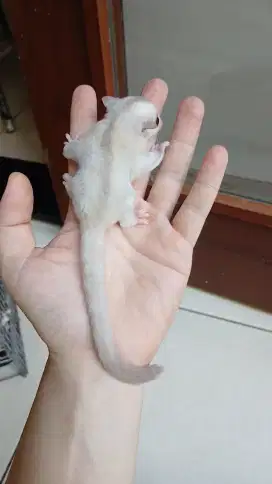 Sugar glider creamino