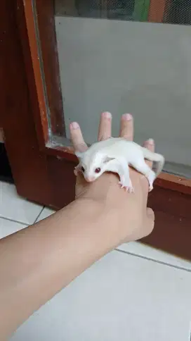 Sugar glider creamino