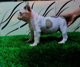French bulldog puppy
