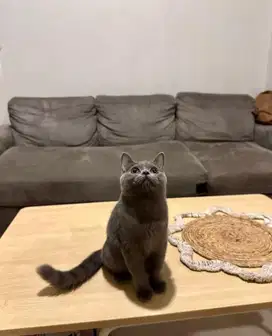 Kitten British Shorthair BSH Blue Solid Betina