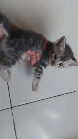 Kucing kitten persia mix dom medium 1 bulan