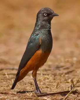 Chestnut bellied starling import Afrika