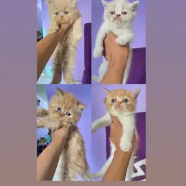 Kucing persia peaknose kitten betina