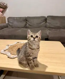 Kitten British Shorthair BSH Golden Marble Betina