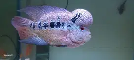 CENCU 20CM MUTIARA FULL WARNA MEMPESONA