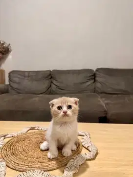 Kitten Scottish Fold Bicolor Cream Jantan