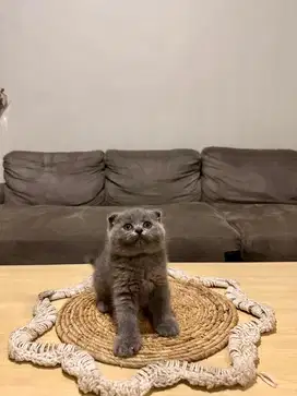 Kitten Scottish Fold Blue Solid Jantan