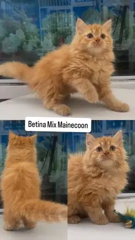 Kitten betina mix mainecoon