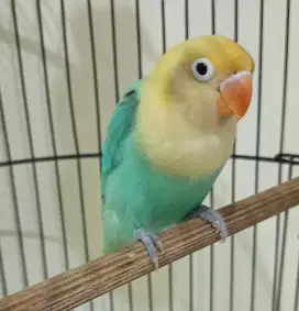 Burung Lovebird
