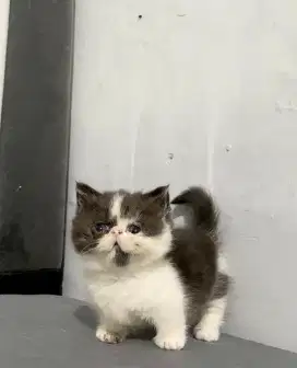 Kucing Munchkin Pesek (Minuet)