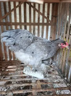 Ayam brahma betina