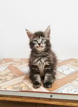 Kitten MaineCoon Betina Pure No mix. Induk ped Cfa Maine Coon