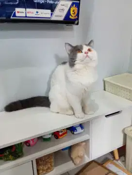 BRITISH SHORTHAIR / BSH