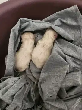 MINIPOM NEW BORN