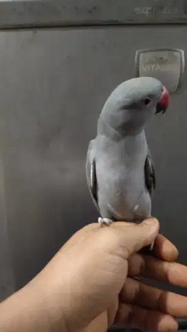 Irn indian ringneck conure