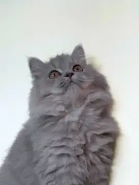 Kitten Brithis Long Hair Mixbreed betina
