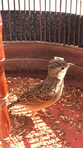 Burung branjangan parva