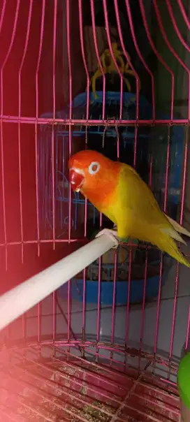 Lovebird PF no minus