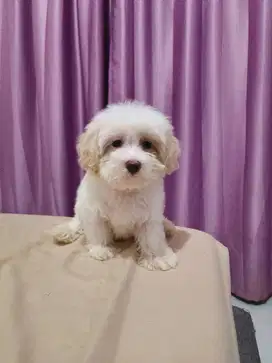 Dijual Maltipoo gemoy