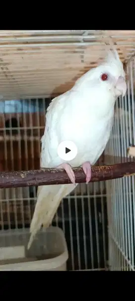 Falk albino no minus