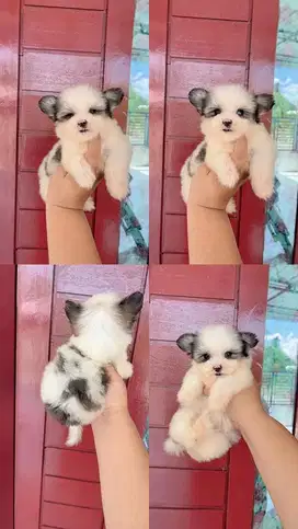 Shitzu x maltese ras mini medan murah