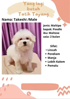 Dijual Maltipo Gemoy