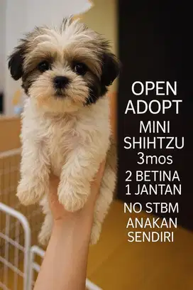 Jual Anakan Shih Tzu (ada 3 ekor)