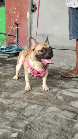 Dijual calon indukan French Bulldog good blood line