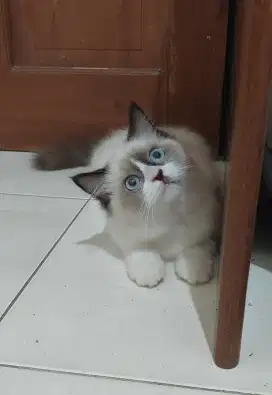 Kitten ragdoll mata biru bicolour simetris