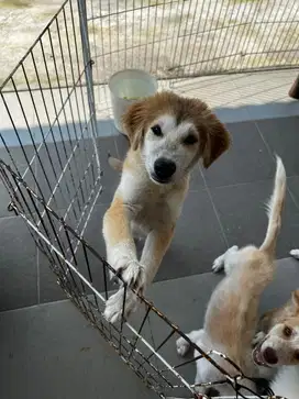 Anak Anjing Ras