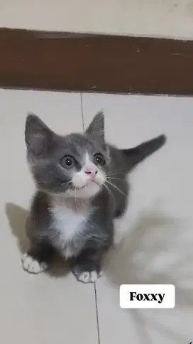 Munchkin Scottish straight x bsh