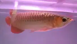 JUAL IKAN ARWANA SUPER RED FULLSET