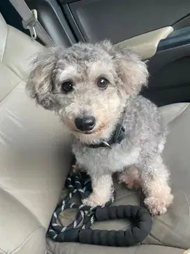 Poodle silver ( light silver ) jantan usia 4 th kaki pendek