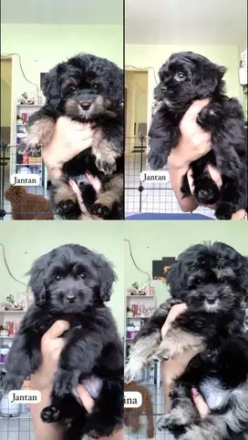Anak anjing Maltipoo
