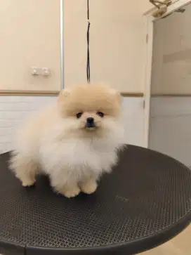 POMERANIAN CREAM BETINA