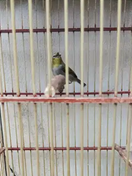 Untuk masteran burung kicau