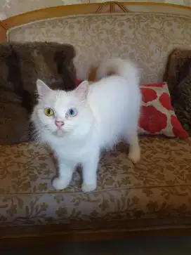 Lepas adopsi kucing persia odd eye