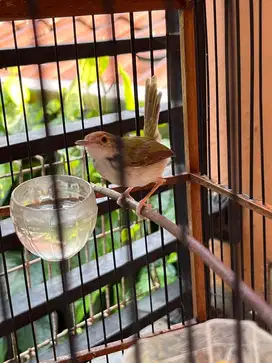 Perenjak lumut gacor